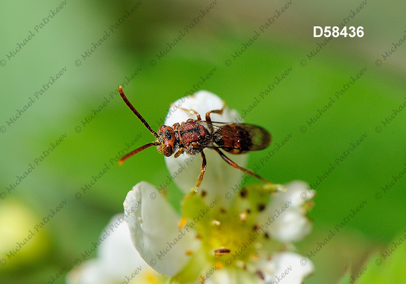 Spotted Nomad Bee (Nomada maculata)